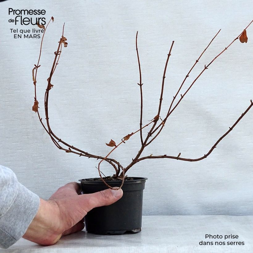 Hypericum Hidcote - Hipérico Maceta de 8/9 cm Ejemplar entregado en la primavera