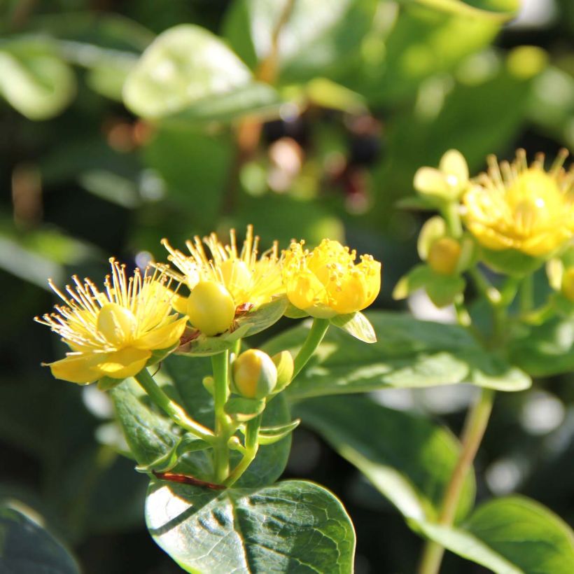 Hypericum inodorum Magical Sunshine - Hipérico (Floración)