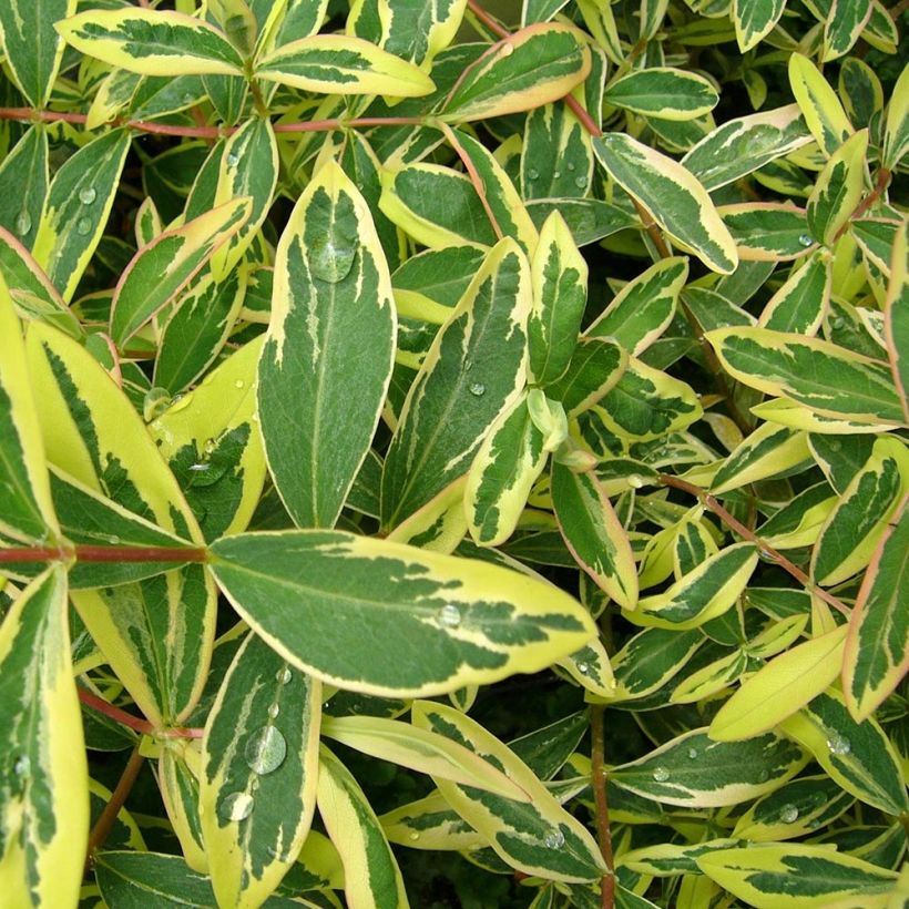 Hypericum calycinum Carnival (Follaje)