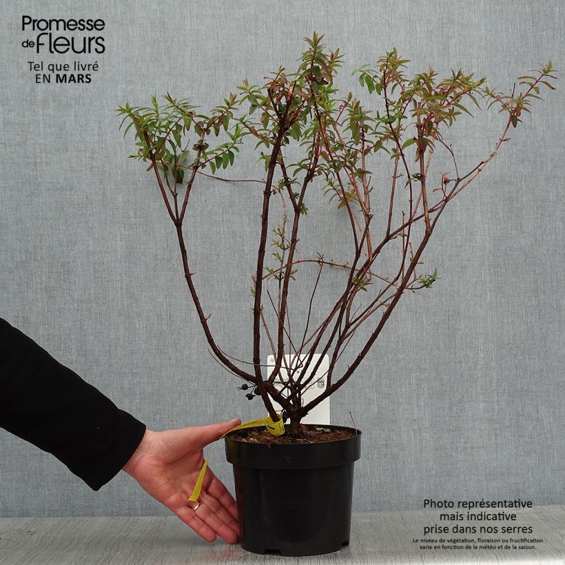 Hypericum dummeri Peter Dummer - Hipérico Maceta 3L/4L Ejemplar entregado en invierno
