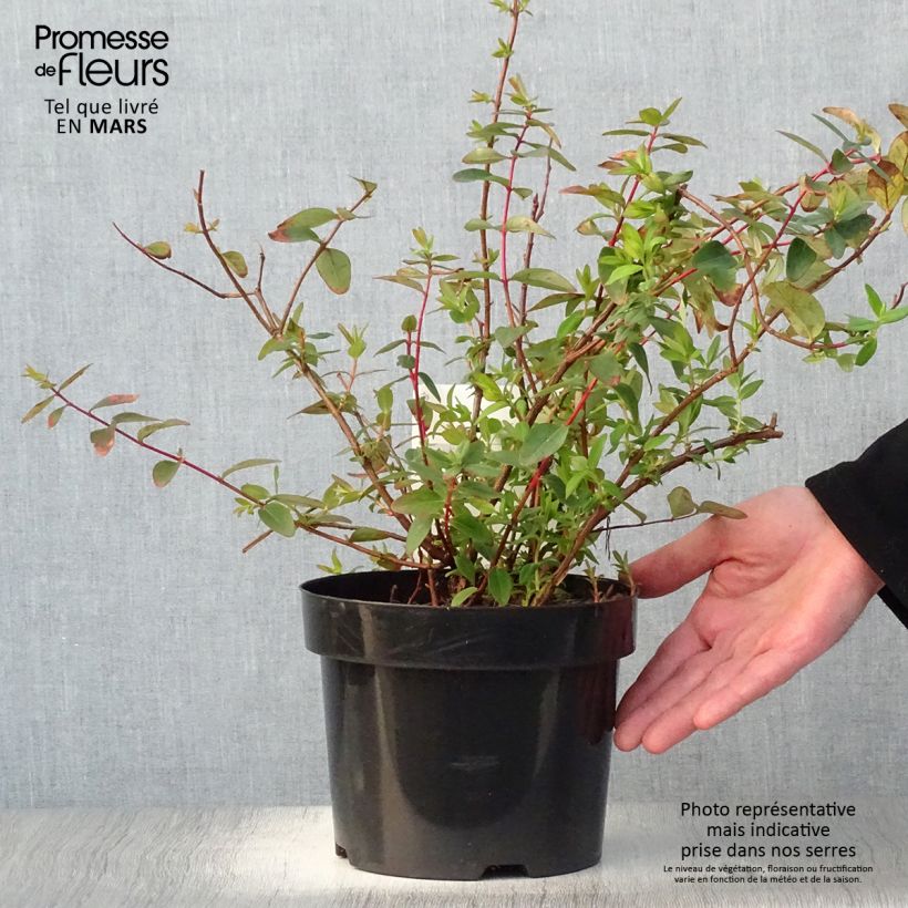 Hypericum dummeri Peter Dummer - Hipérico Maceta 3L/4L Ejemplar entregado en la primavera