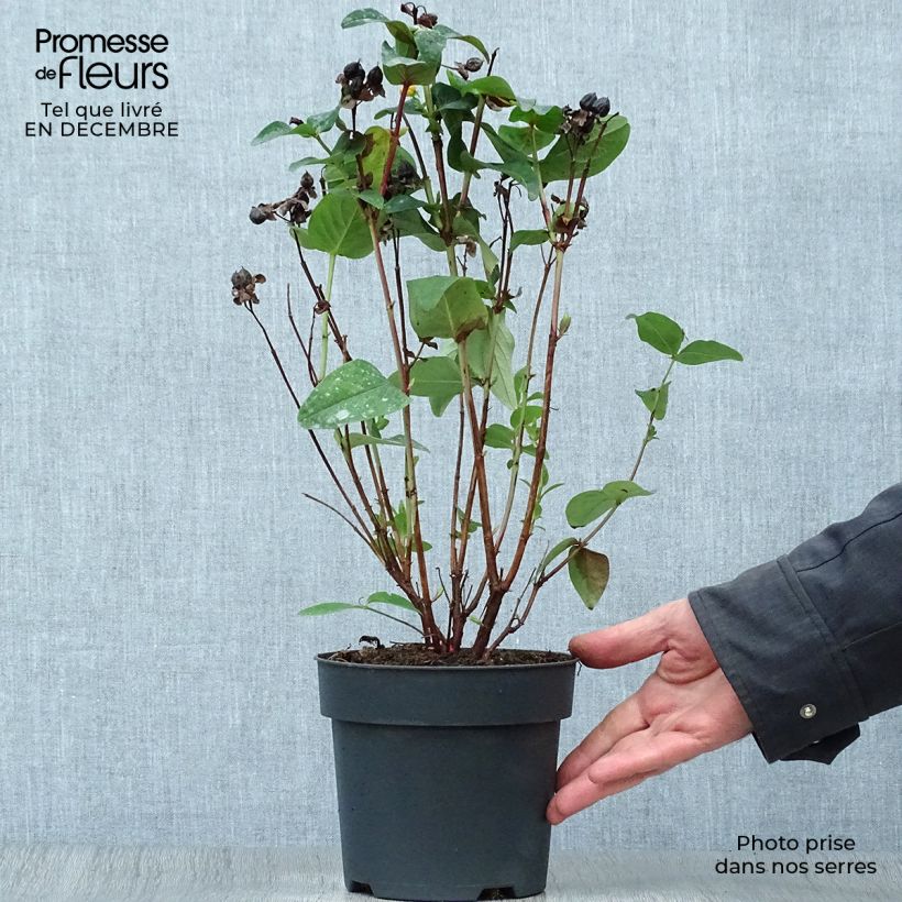 Hypericum inodorum Magical Red Flame - Hipérico Maceta 2L/3L Ejemplar entregado en invierno