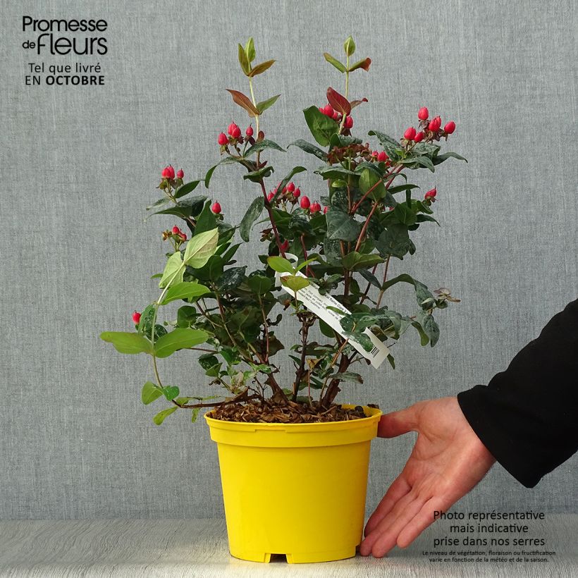 Ejemplar de Hypericum inodorum Magical Red Flame - Hipérico Maceta 2L/3L entregado en otoño