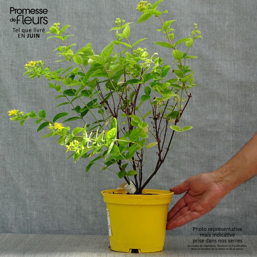 Ejemplar de Hypericum inodorum Magical Sunshine - Hipérico Maceta 2L/3L entregado en verano