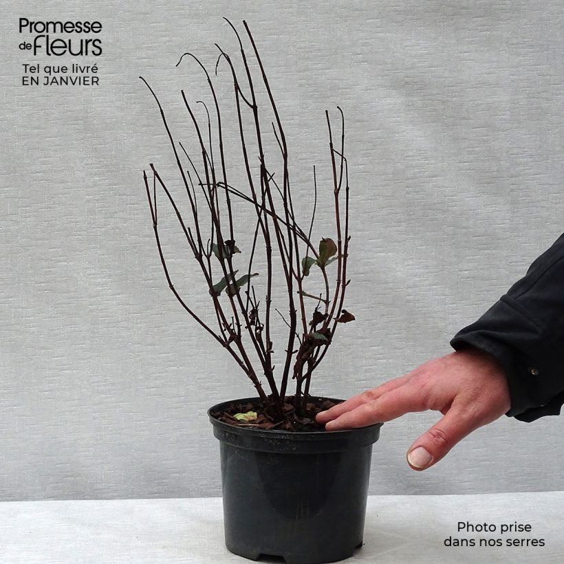 Hypericum inodorum Magical Universe - Hipérico Maceta 4L/5L Ejemplar entregado en invierno