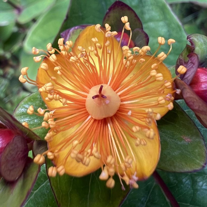 Hypericum inodorum Magical Universe - Hipérico (Floración)