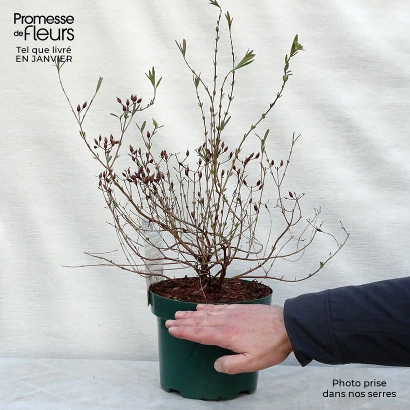 Hypericum kalmianum Blue Velvet - Hipérico Maceta 2L/3L Ejemplar entregado en invierno