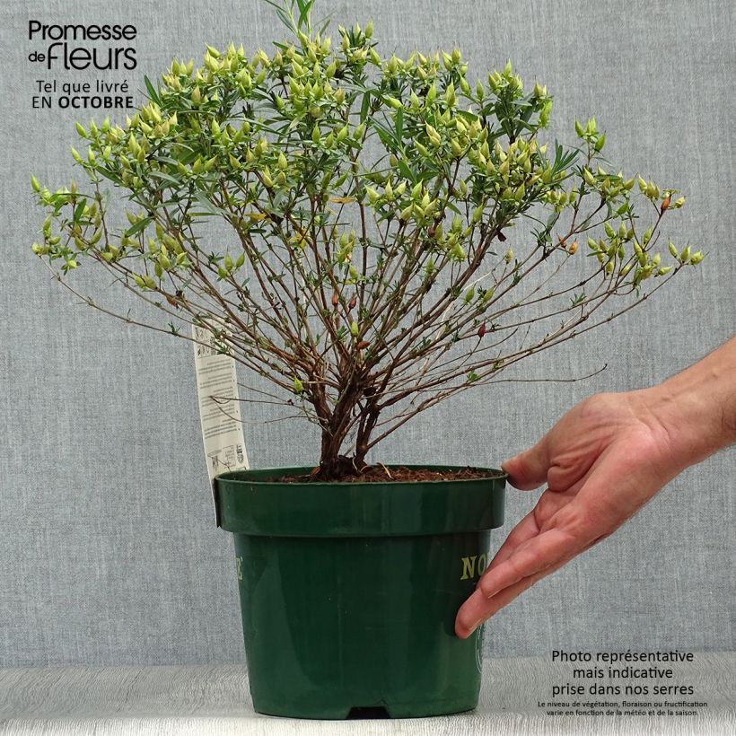 Ejemplar de Hypericum kalmianum Blue Velvet - Hipérico Maceta 2L/3L entregado en otoño