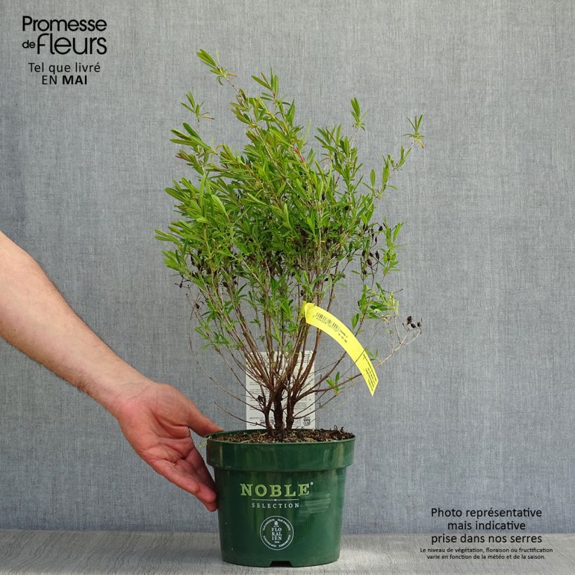 Hypericum kalmianum Blue Velvet - Hipérico Maceta 2L/3L Ejemplar entregado en la primavera