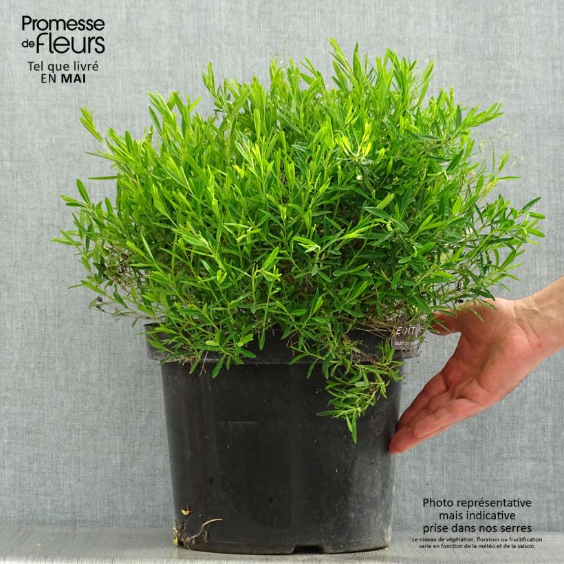 Hypericum kalmianum Cobalt-n-Gold - Hipérico Maceta 7,5L/10L Ejemplar entregado en la primavera