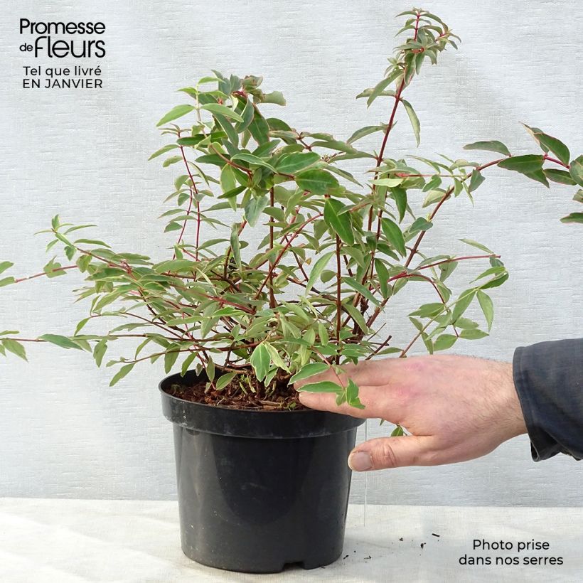 Hypericum moserianum Tricolor - Hipérico Maceta 3L/4L Ejemplar entregado en invierno