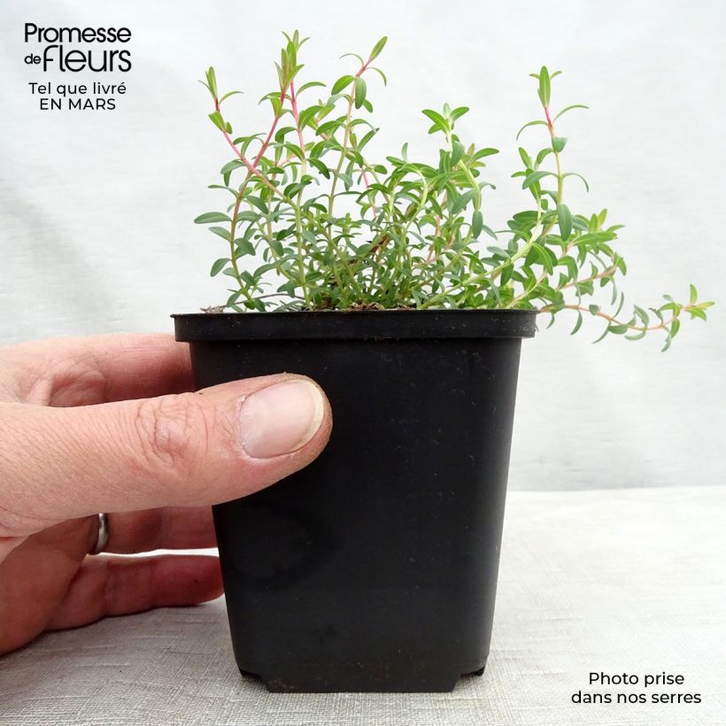 Hypericum olympicum Citrinum - Hipérico Maceta de 8/9 cm Ejemplar entregado en la primavera