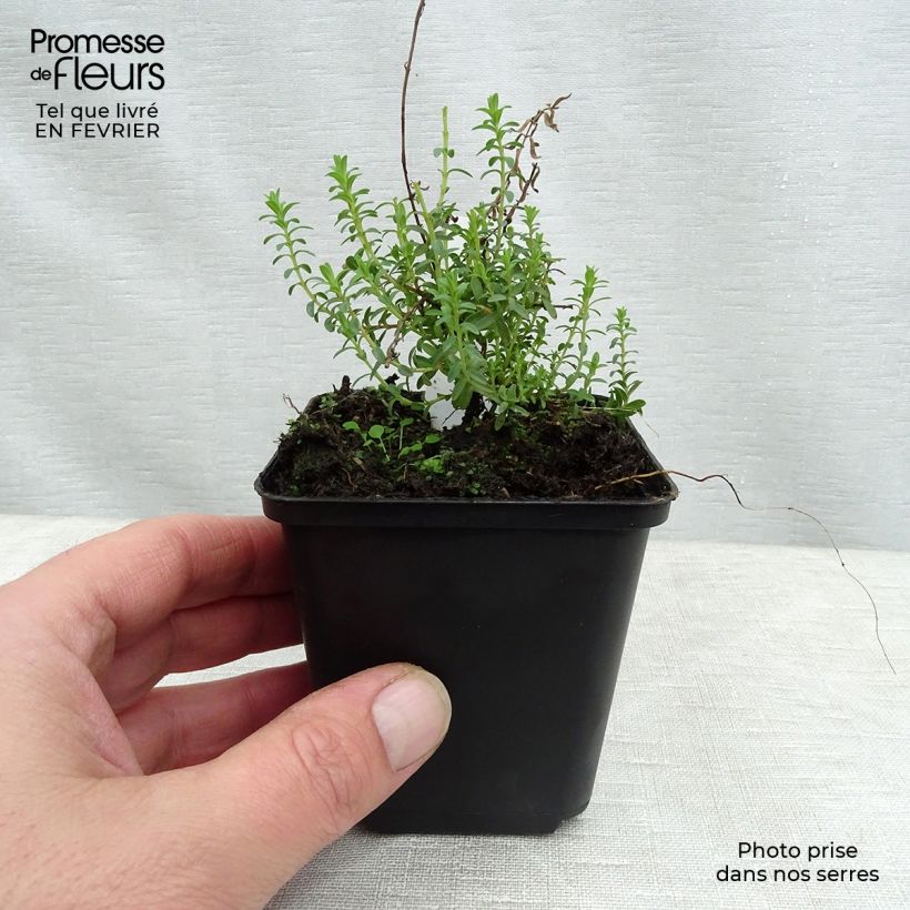 Hypericum olympicum - Hierba de San Juan del Monte Olimpo Maceta de 8/9 cm Ejemplar entregado en invierno