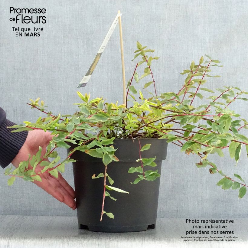 Hypericum moserianum Little Misstery - Hipérico Maceta 4L/5L Ejemplar entregado en la primavera