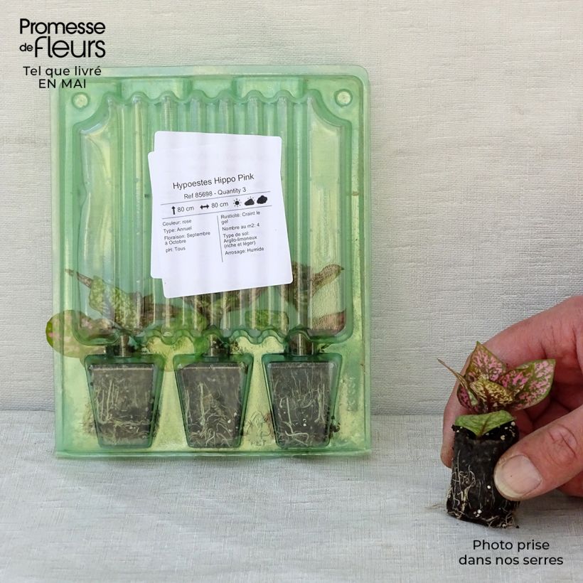 Hypoestes phyllostachya Hippo Pink - Hoja de sangre minicepellón: Ø 3/4 cm Ejemplar entregado en la primavera