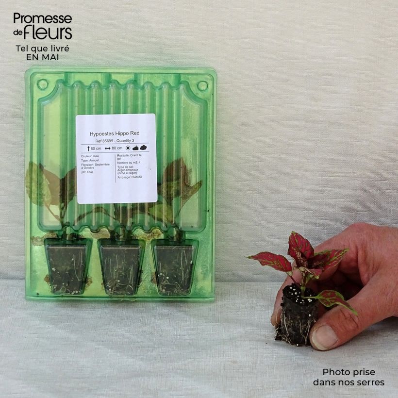 Hypoestes phyllostachya Hippo Red - Hoja de sangre minicepellón: Ø 3/4 cm Ejemplar entregado en la primavera