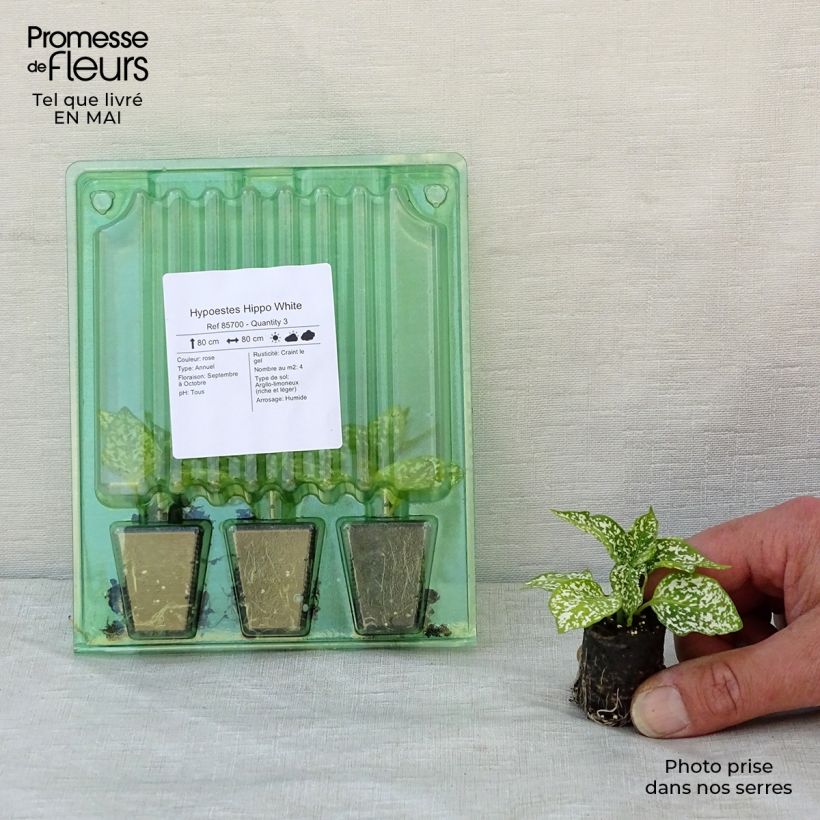 Hypoestes phyllostachya Hippo White - Hoja de sangre minicepellón: Ø 3/4 cm Ejemplar entregado en la primavera