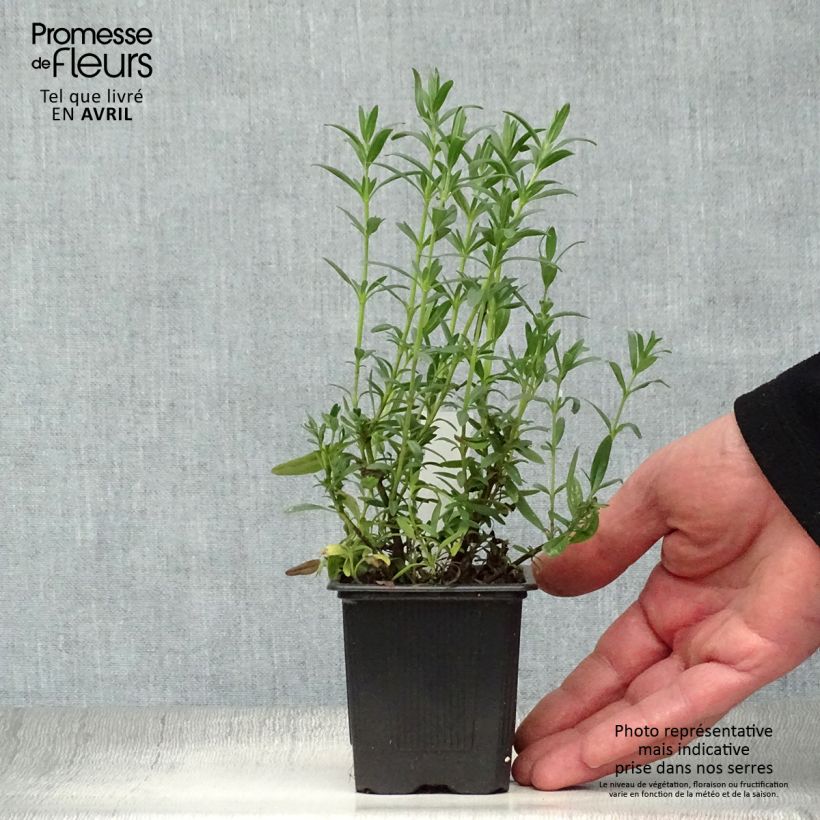 Hisopo - Hyssopus officinalis Maceta de 8/9 cm Ejemplar entregado en la primavera