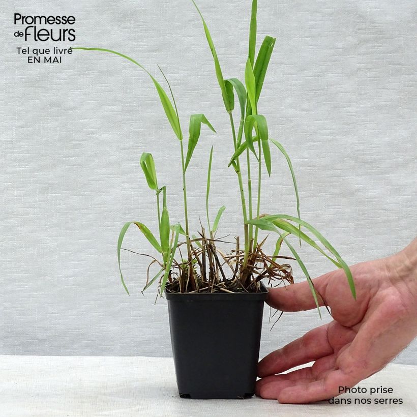 Hystrix patula Maceta de 8/9 cm Ejemplar entregado en la primavera