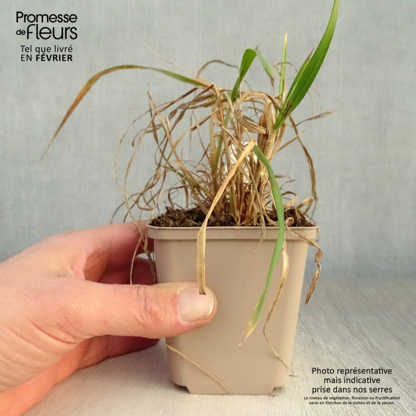 Hystrix patula Maceta de 8/9 cm Ejemplar entregado en invierno