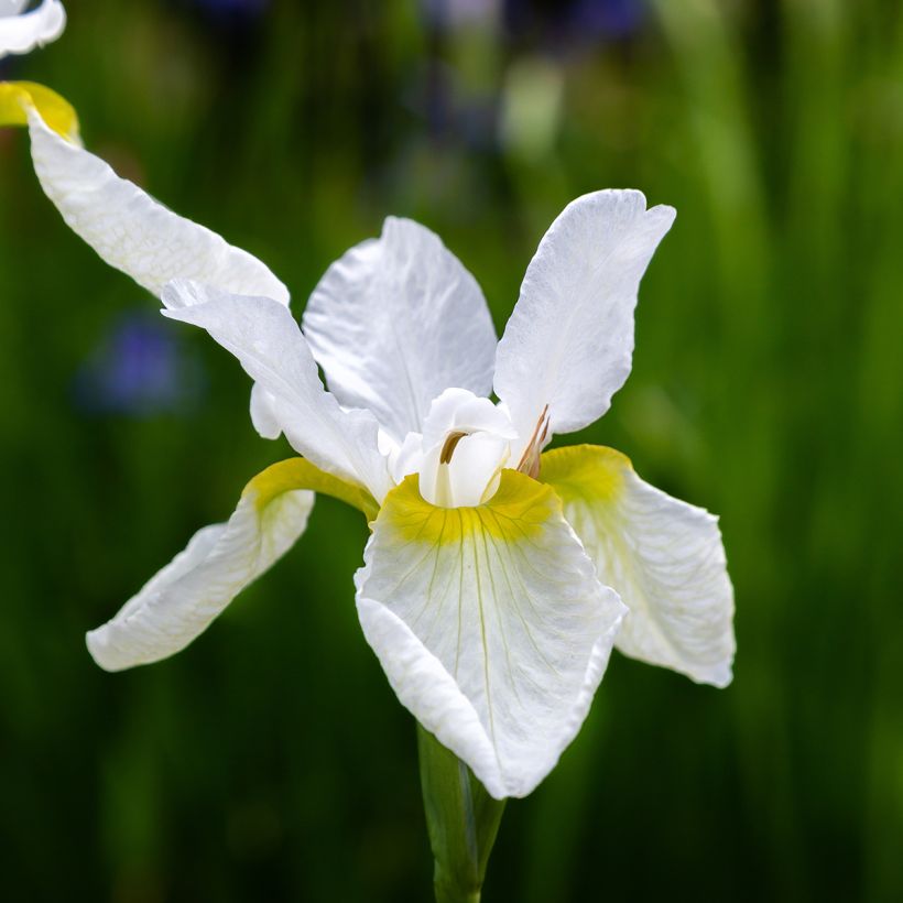 Iris sibirica Snow Crest - Lirio de Siberia (Floración)