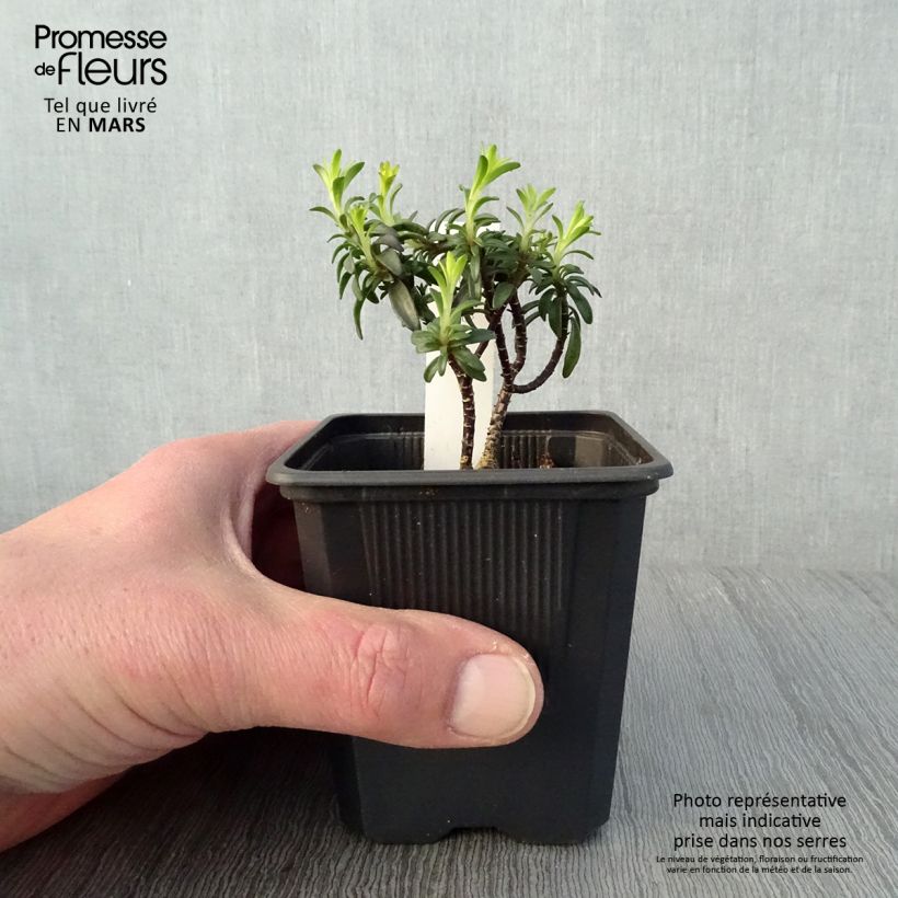 Iberis Absolutely Amethyst Maceta de 8/9 cm Ejemplar entregado en la primavera