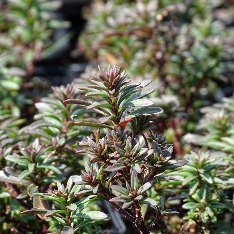 Iberis Absolutely Amethyst (Follaje)