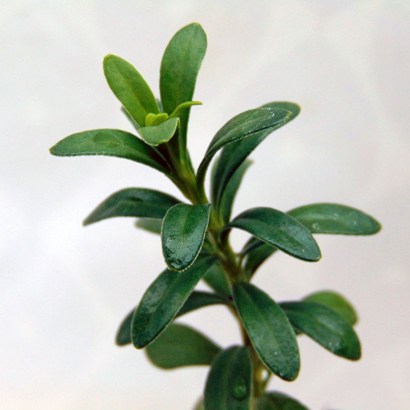 Iberis sempervirens Snowflake - Carraspique (Follaje)