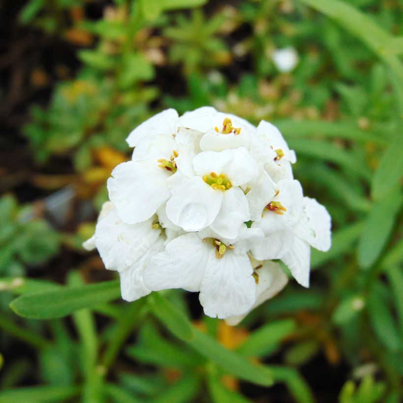 Iberis sempervirens Snowflake - Carraspique (Floración)