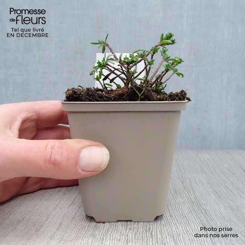 Iberis sempervirens Snowflake - Carraspique Maceta de 8/9 cm Ejemplar entregado en invierno