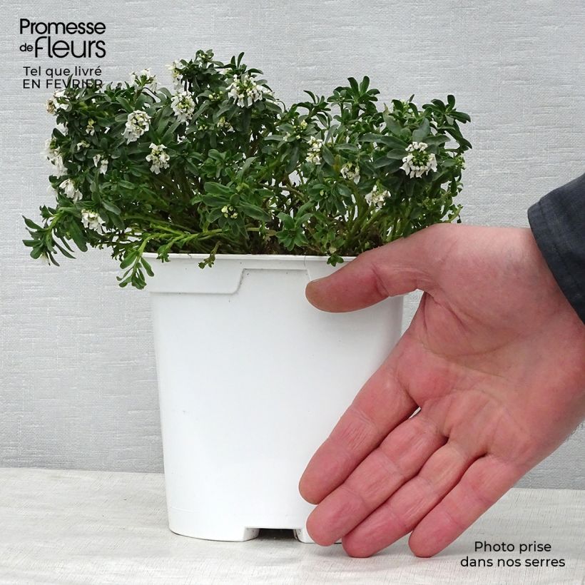 Iberis sempervirens - Carraspique Maceta 2L/3L Ejemplar entregado en invierno