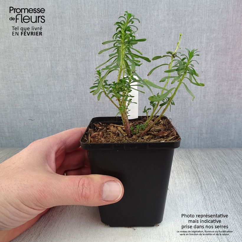 Iberis sempervirens - Carraspique Maceta de 8/9 cm Ejemplar entregado en invierno