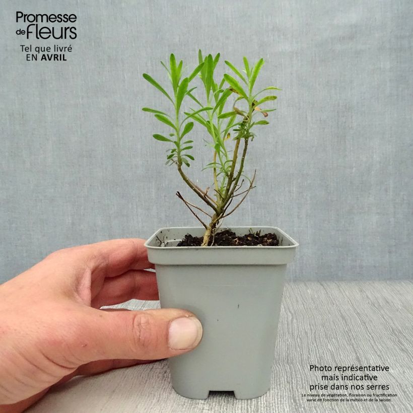 Iberis sempervirens - Carraspique Maceta de 8/9 cm Ejemplar entregado en la primavera