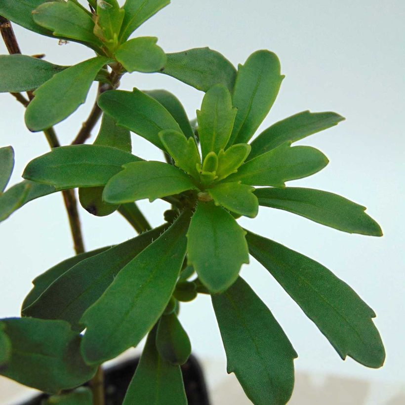 Iberis sempervirens Masterpiece (Follaje)