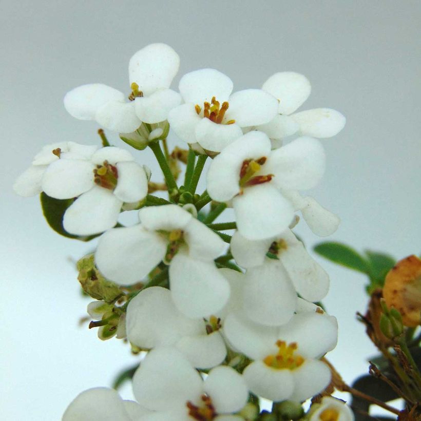 Iberis sempervirens Masterpiece (Floración)