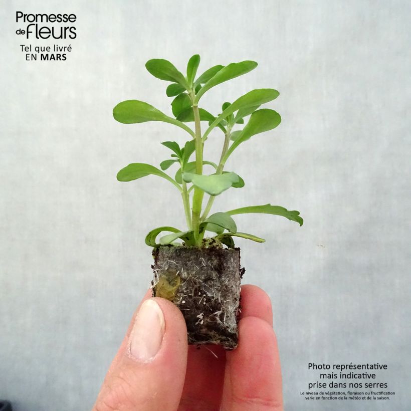 Iberis sempervirens Masterpiece minicepellón: Ø 3/4 cm Ejemplar entregado en la primavera