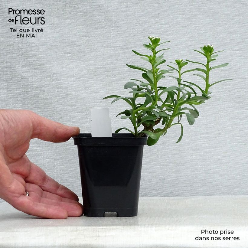 Iberis sempervirens Masterpiece Maceta de 8/9 cm Ejemplar entregado en la primavera