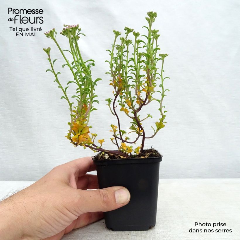 Iberis sempervirens Pink Ice Maceta de 8/9 cm Ejemplar entregado en la primavera