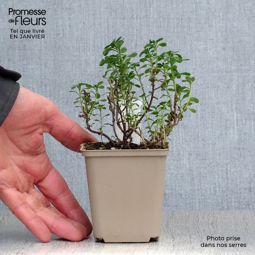 Iberis sempervirens Pink Ice Maceta de 8/9 cm Ejemplar entregado en invierno