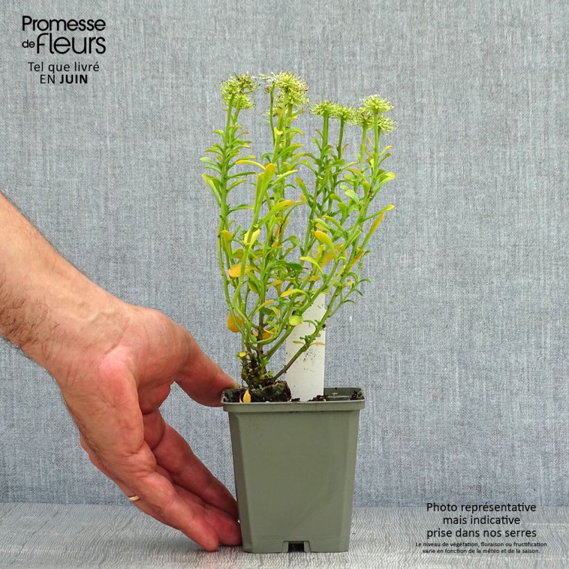 Ejemplar de Iberis sempervirens Pink Ice Maceta de 8/9 cm entregado en verano