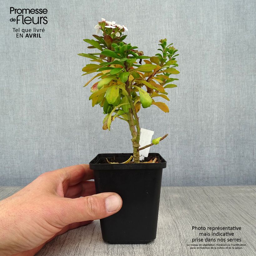 Iberis sempervirens Weisser Zwerg Maceta de 8/9 cm Ejemplar entregado en la primavera