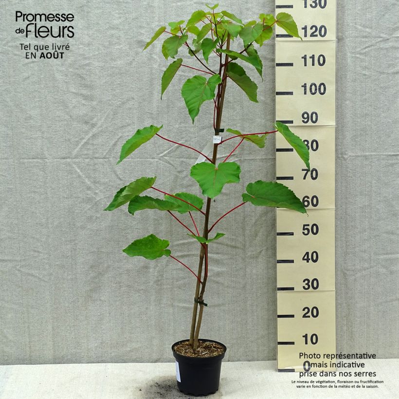 Ejemplar de Idesia polycarpa Maceta 2L/3L entregado en verano