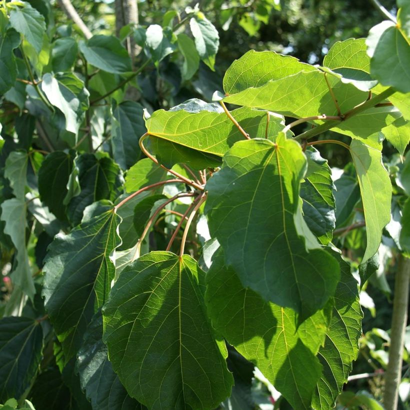 Idesia polycarpa var.vestita (Follaje)