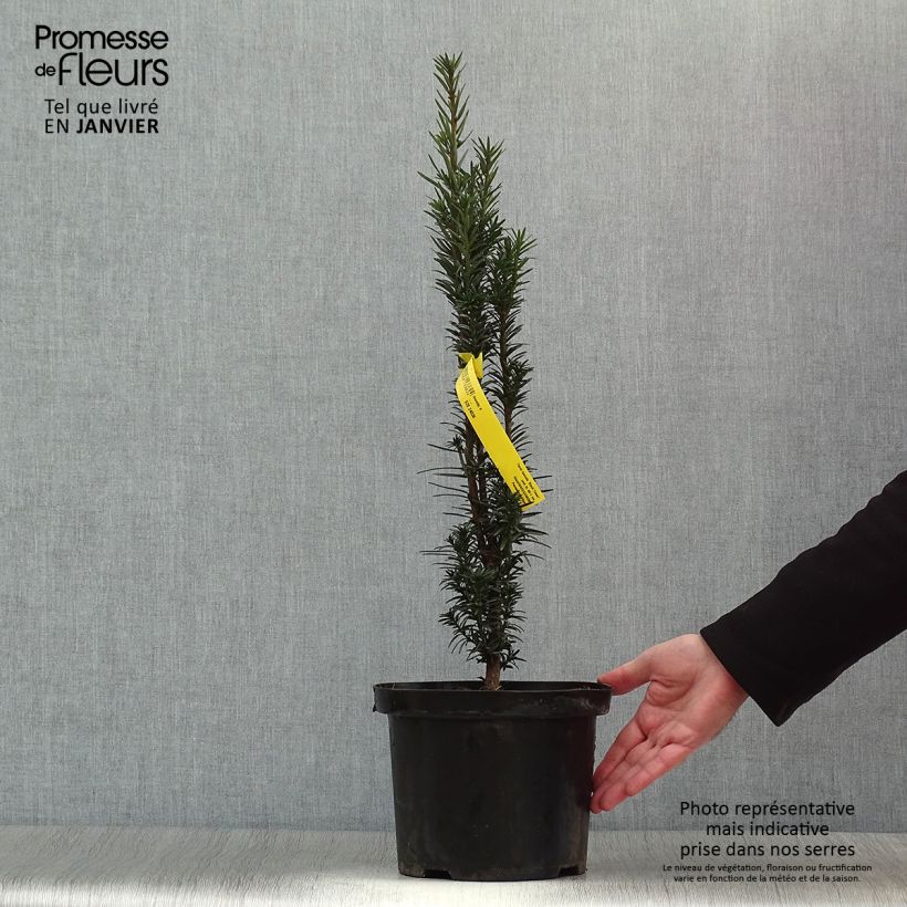 Tejo Black Tower - Taxus baccata fastigiata Maceta 4L/5L Ejemplar entregado en invierno