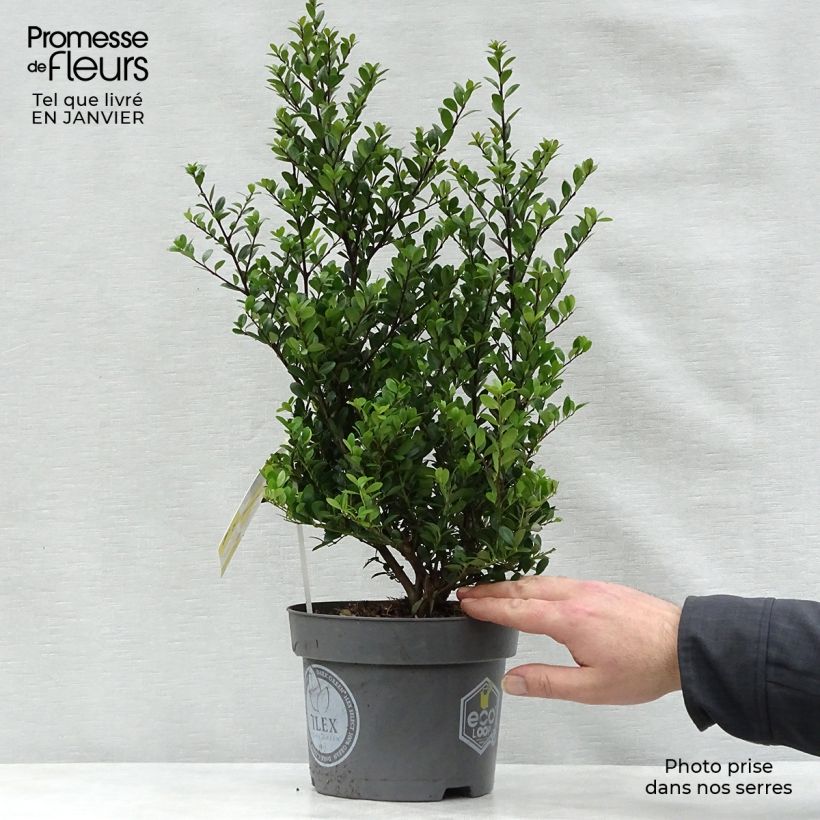 Acebo japonés Dark Green - Ilex crenata Maceta 2L/3L Ejemplar entregado en invierno