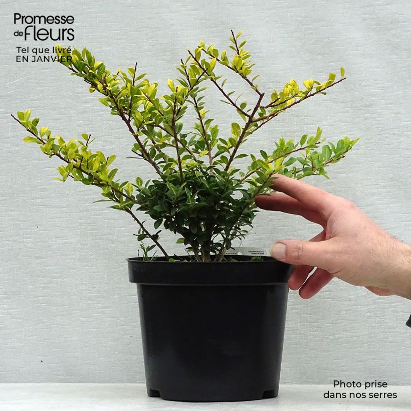 Acebo japonés Golden Gem - Ilex crenata Maceta 2L/3L Ejemplar entregado en invierno