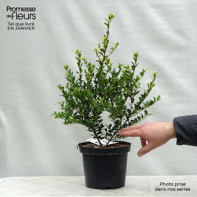 Acebo japonés Green Hedge - Ilex crenata Maceta 2L/3L Ejemplar entregado en invierno