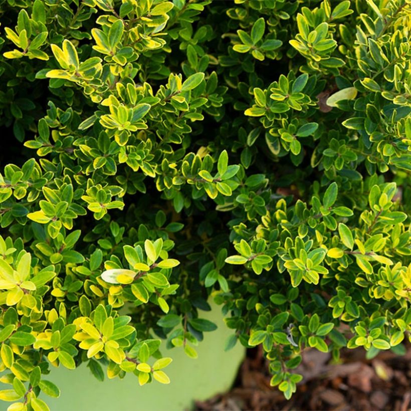 Acebo japonés Lingold - Ilex crenata (Follaje)