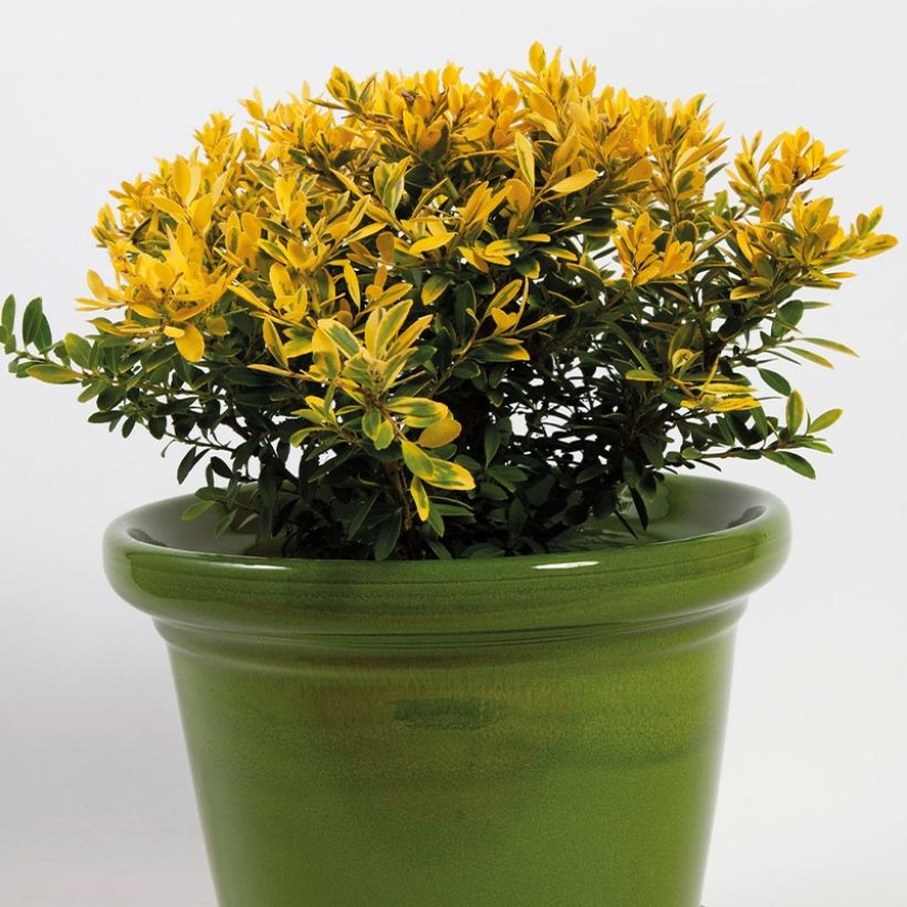 Acebo japonés Lingold - Ilex crenata (Porte)