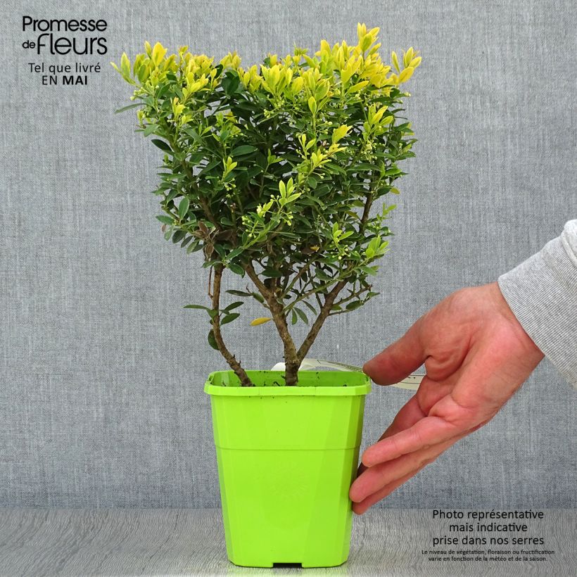 Acebo japonés Lingold - Ilex crenata Maceta 1L/1,5L Ejemplar entregado en la primavera
